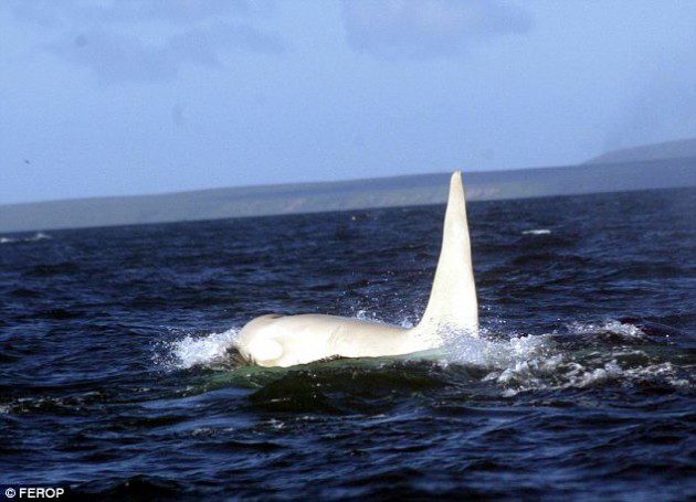 Albino Katil Balina - Orcinus orca