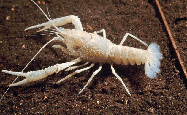 Albino Kerevit - Procambarus erythrops