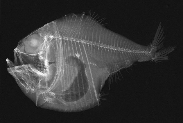 Balıkların X-ray Görüntüleri - Argyropelecus lychnus