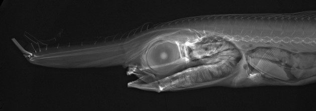 Balıkların X-ray Görüntüleri - Eumecichthys fiski
