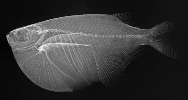 Balıkların X-ray Görüntüleri - Gasteropelecus maculatus