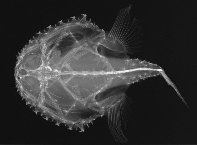 Balıkların X-ray Görüntüleri - Halieutichthys aculeatus