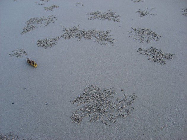 Kum Toplayan Yengeç Sanatı