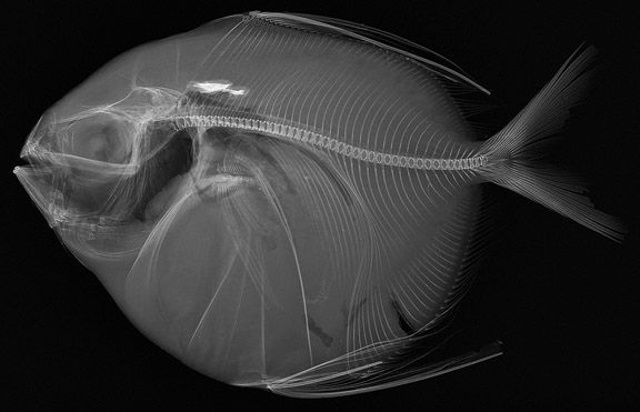 Balıkların X-ray Görüntüleri - Lampris guttatus