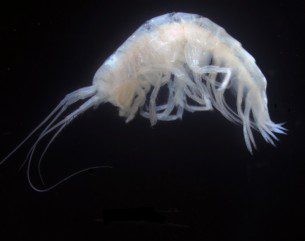 Lysianassid amphipod crustacean