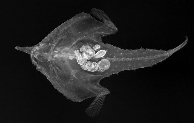 Balıkların X-ray Görüntüleri - Ogcocephalus corniger
