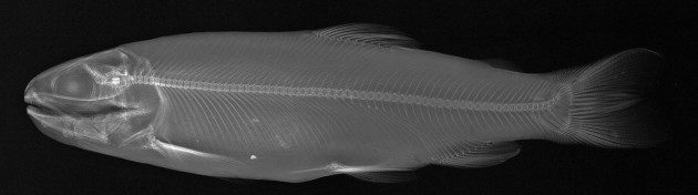 Balıkların X-ray Görüntüleri - Oncorhynchus mykiss