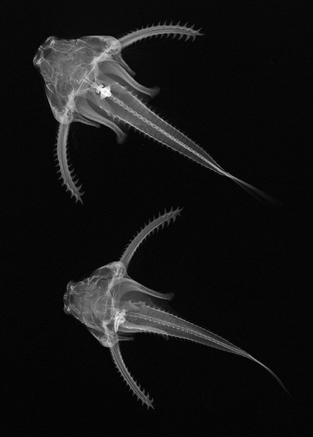 Balıkların X-ray Görüntüleri - Physopyxis lyra