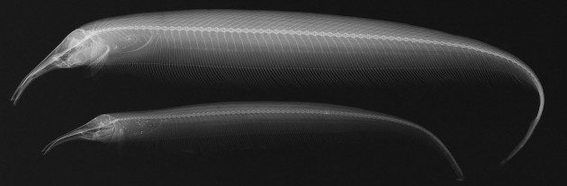Balıkların X-ray Görüntüleri - Sternarchorhynchus retzeri