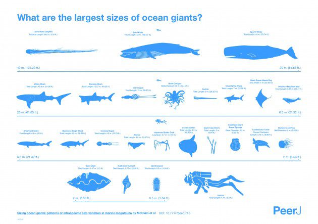 Marine_megafauna_Infographic