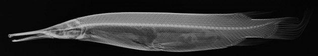 Balıkların X-Ray Görüntüleri: Atractosteus tropicus holotype