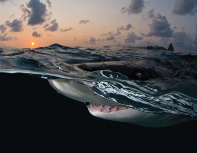 Grand Bahamas Adası Açıkları, Limon Köpekbalığı | Fotoğraf: Deano Cook