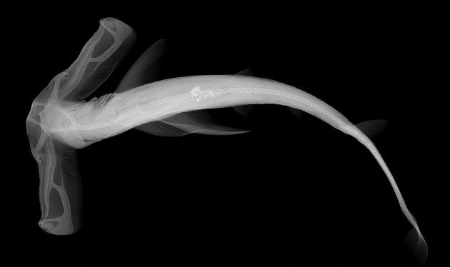 Balıkların X-Ray Görüntüleri: Eusphyra blochii
