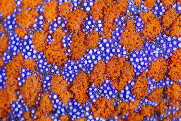 Evasterias retifera soğuk, kuzey sularında yaygındır. Fırça şeklindeki mor dikenler, turuncu renkte papilalar.