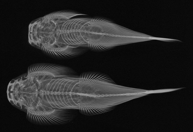Balıkların X-Ray Görüntüleri: Gastromyzon