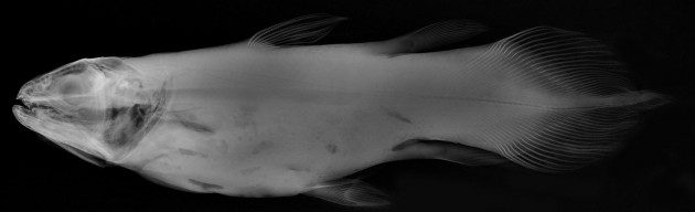 Balıkların X-Ray Görüntüleri: Latimeria chalumnae