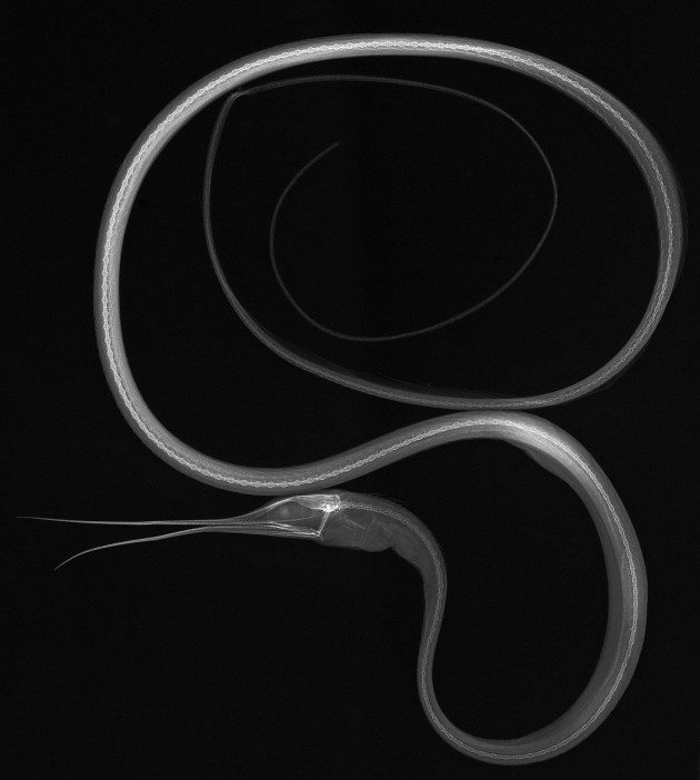 Balıkların X-Ray Görüntüleri: Nemichthys scolopaceus