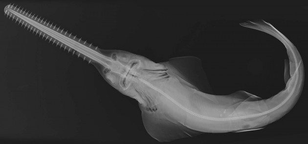 Balıkların X-Ray Görüntüleri: Pristis pectinata