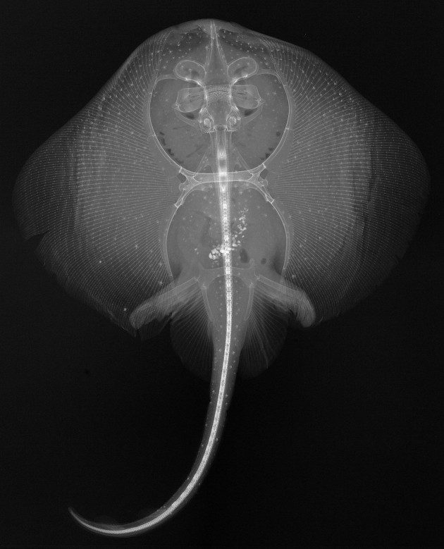 Balıkların X-Ray Görüntüleri: Raja montereyensis